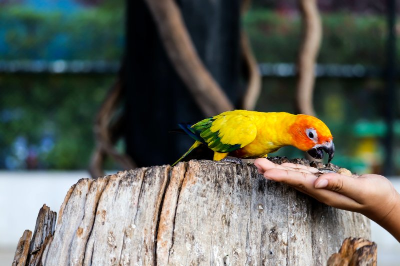 Hand feeding Conure parrot