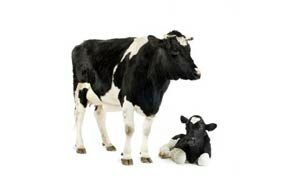 cow_breeding-8271848