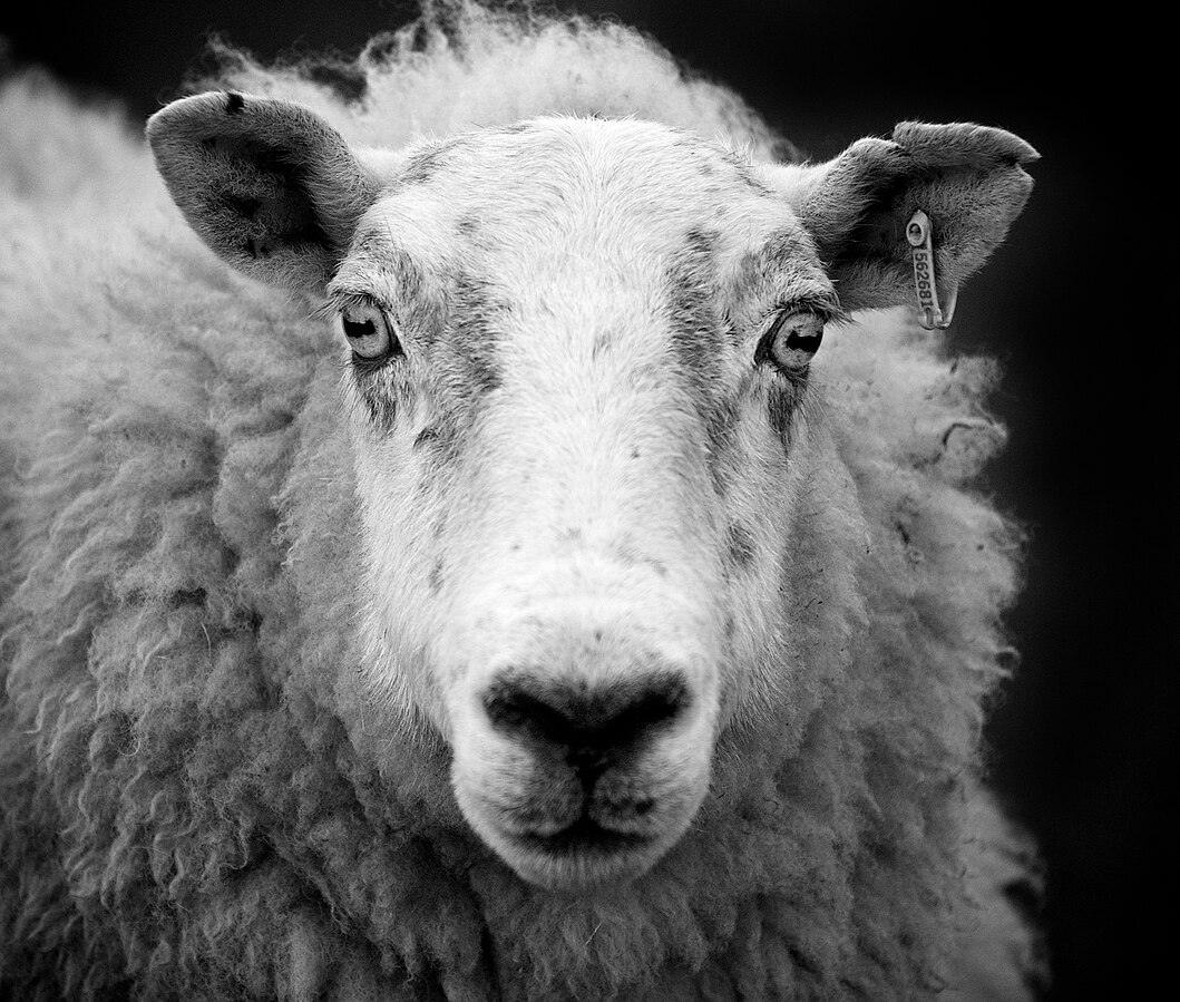 Ewe sheep black and white