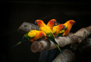 group of sunconure parrot bird on the perch in dark background