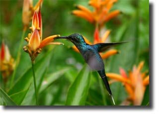 hummingbird_meaning2-3675926