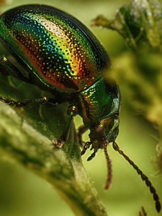 What Do Beetles Eat