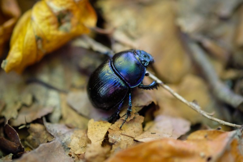 A dung beetle on the forest ground.