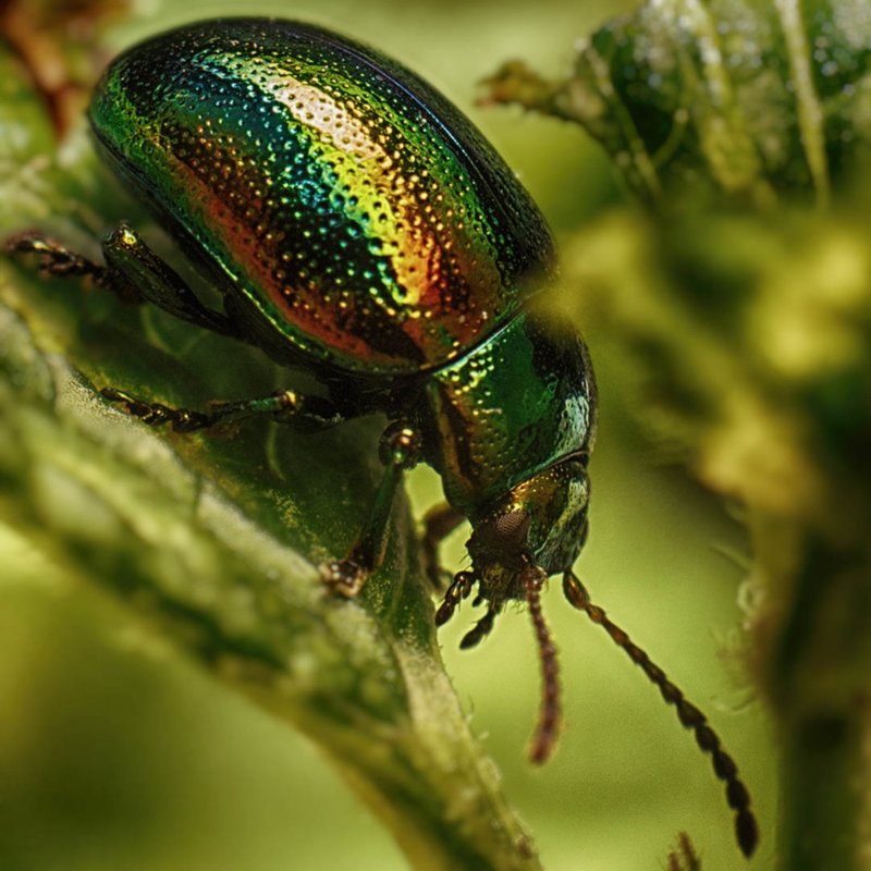 Green shiny beetle on stem of a grass.