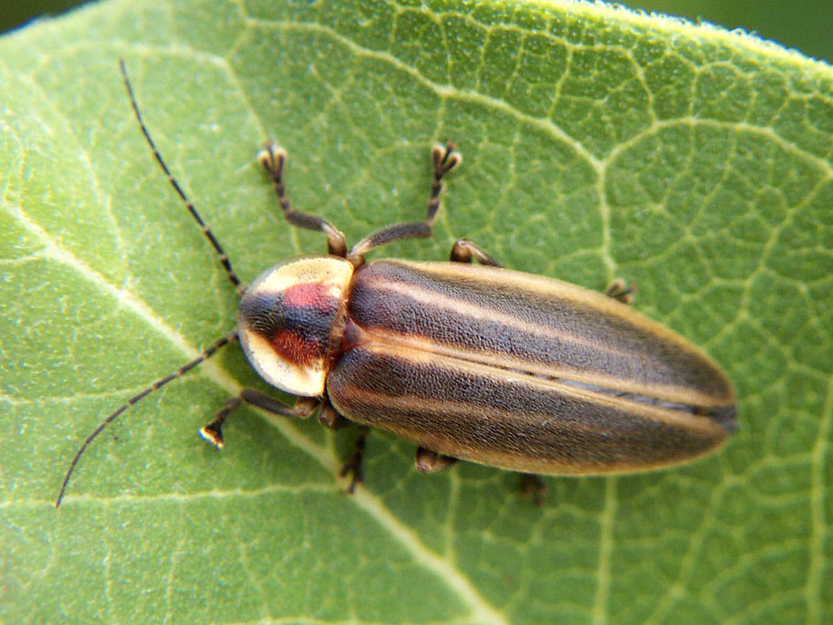 Adult beetle in the family Lampyridae, commonly called "firefly or lightning bug".