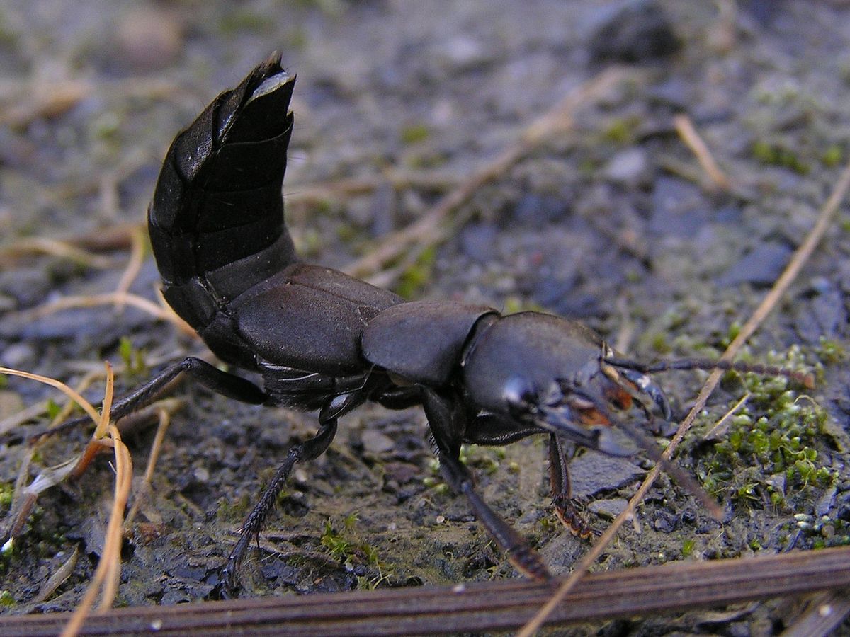Rove beetle Ocypus olens