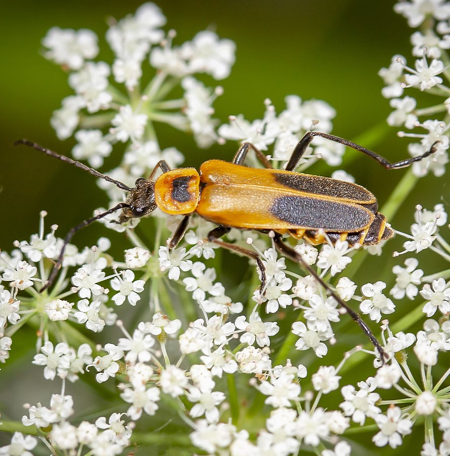 Goldenrod soldier beetle (Chauliognathus pensylvanicus)