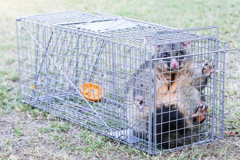 A possum is caught in a cage