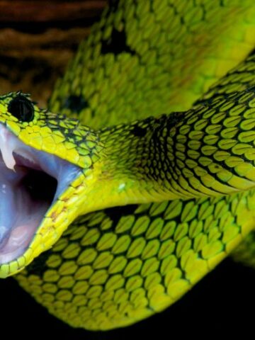Snakes be gone: Expert tips on getting rid of pesky serpents
