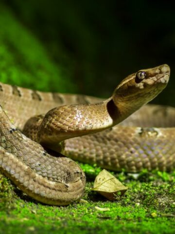 Exploring the Habitat of Reptiles: Where Do They Live?