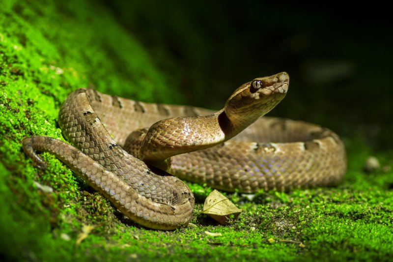 Closeup view of Snake 