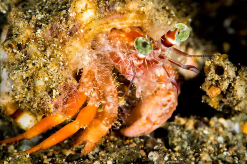 Closeup of Anemone Crab