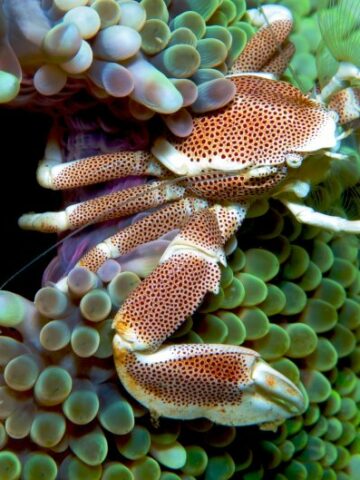 Discover the Fascinating World of the Anemone Crab: Everything You Need to Know