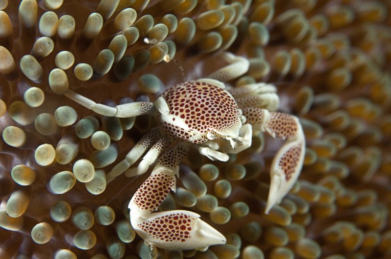 Closeup of Anemone Crab
