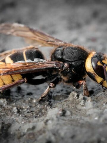 The Deadly Sting: All You Need to Know About Ground Hornets