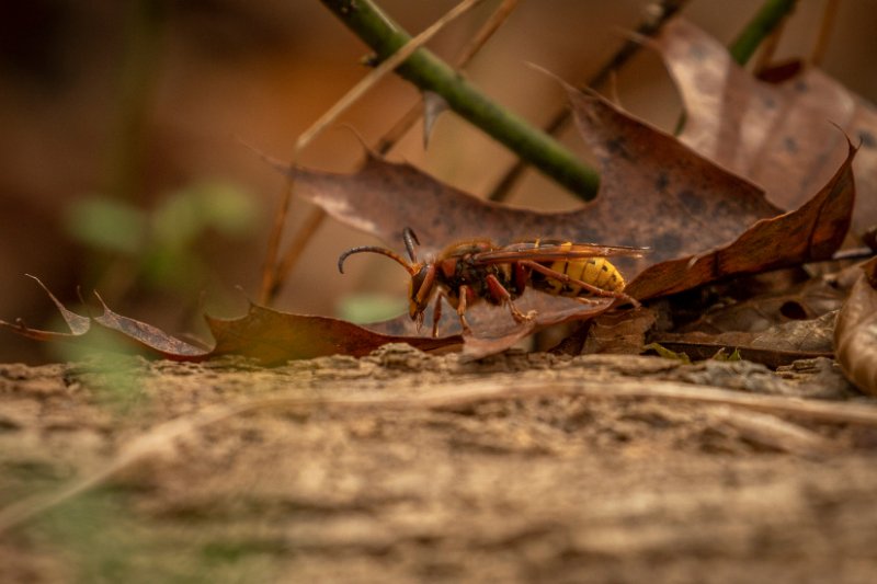 hornet on the ground