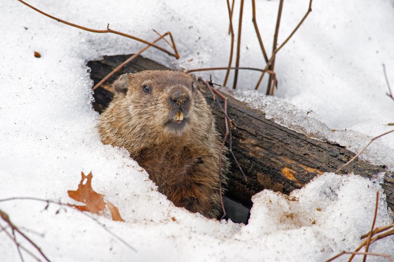 Groundhog peeping from a snow