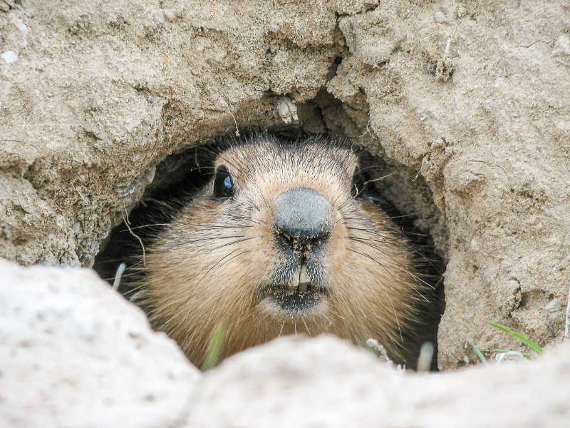 Groundhog Hunting