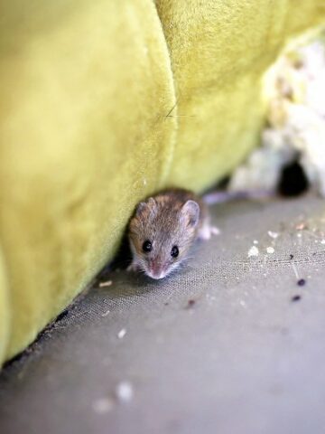 5 Effective Ways to Keep Rodents Away: The Ultimate Rodent Deterrent Guide