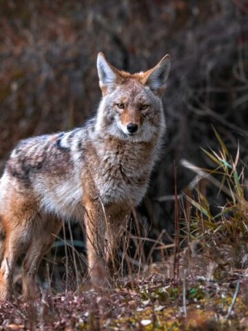 The Ultimate Guide to Coyote Trapping: Effective Techniques and Tips