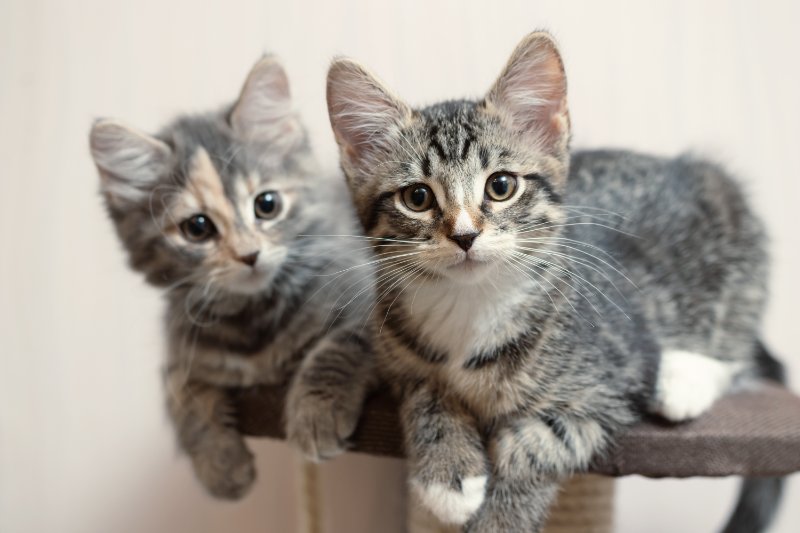 Two cute gray kittens staring at the camera