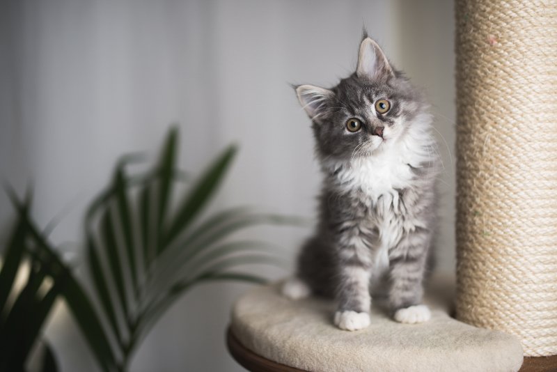 kitten standing on cat furniture tilting head