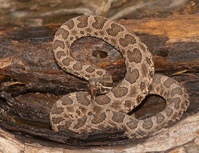 Massasauga Rattlesnake on a wooden log ready to strike