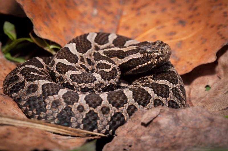 Closeup of Massasauga Rattlesnake curled
