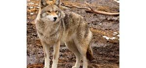 coyote_trapping-7722668