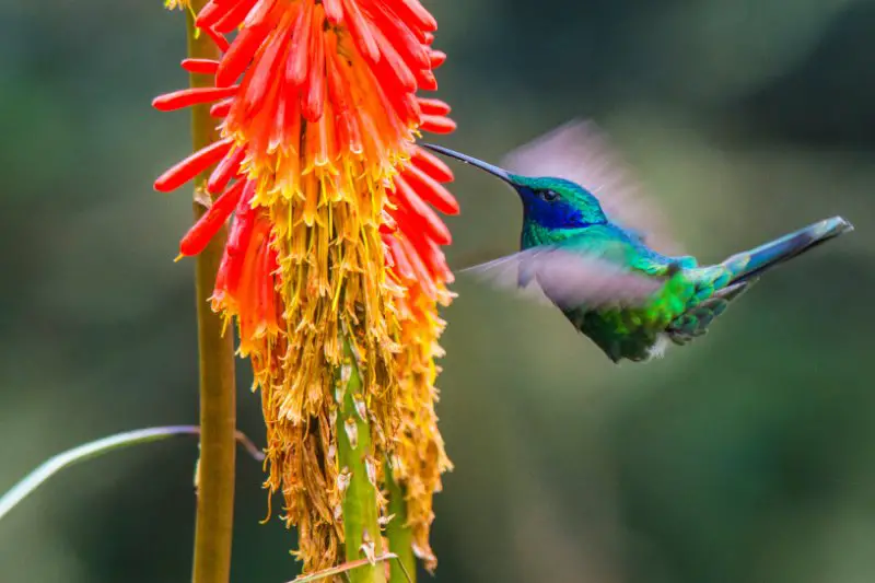 Humming bird collecting nectar