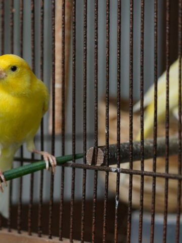 Canary Cages