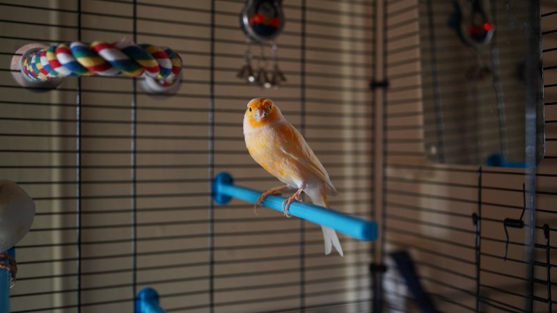 A beautiful shot of a canary in a cage