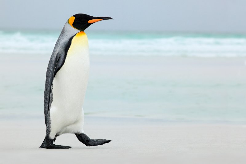 Big King penguin going to blue water