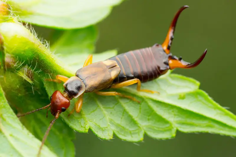 Earwig bug crawls over leaf