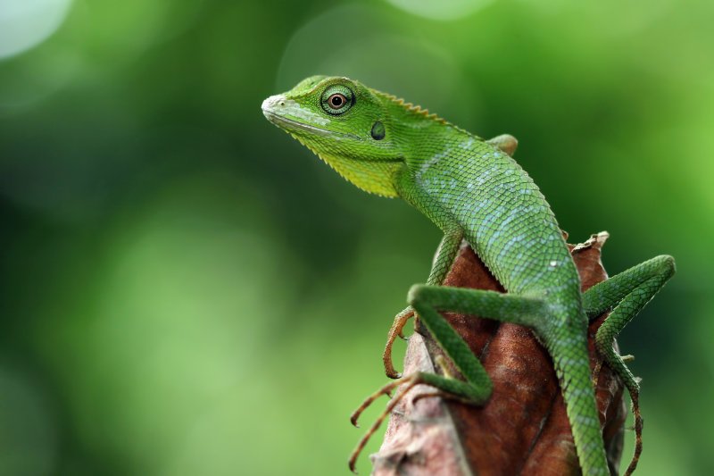 Green lizard on branch