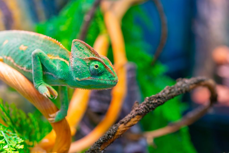 A close-up shot of a beautiful green chameleon on a branch