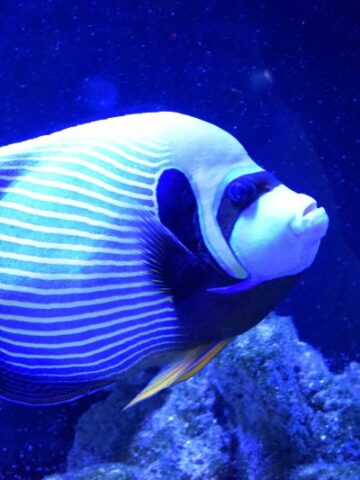 The Captivating Beauty and Grace of Marine Angelfish: A Complete Guide