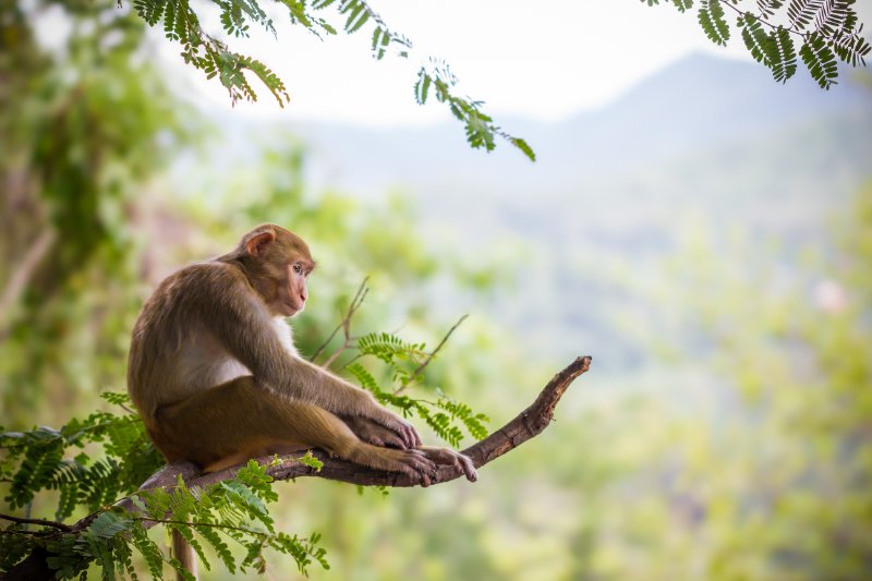 Male monkey sitting on a branch and mountain background.