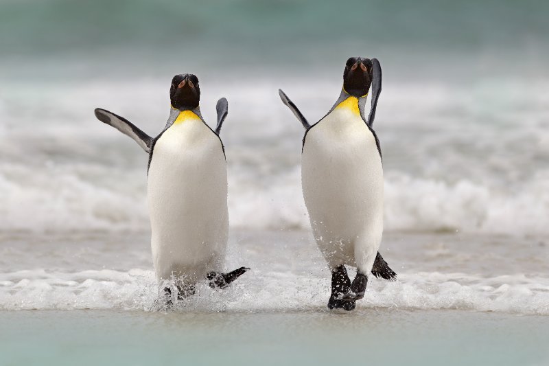 Big King penguin jumps out of the blue water 