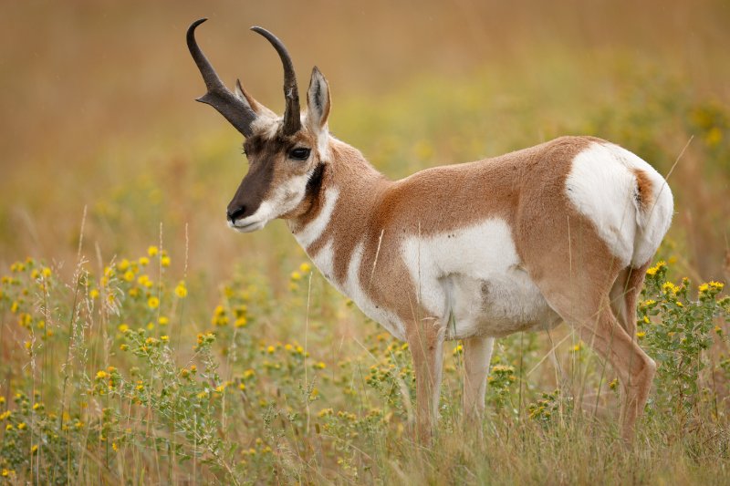 Pronghorn Antelope in wilderness
