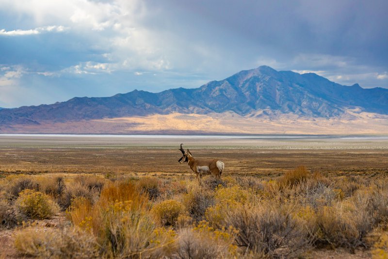 Pronghorn antelope in wilderness