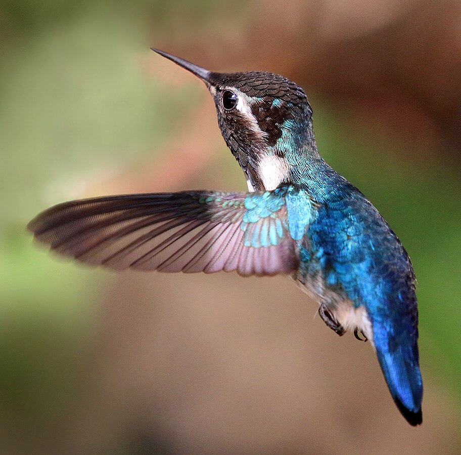 Adult male Bee hummingbird (Melisuga helenae)