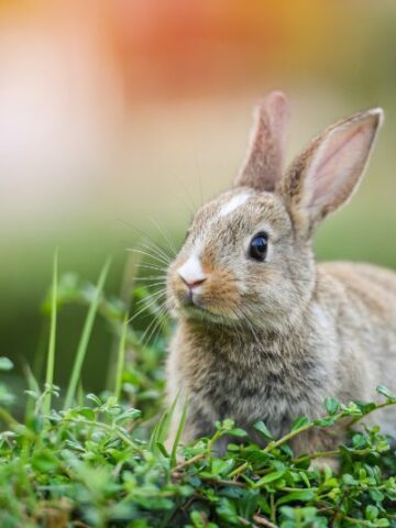 5 Fascinating Types of Rabbits You Need to Know