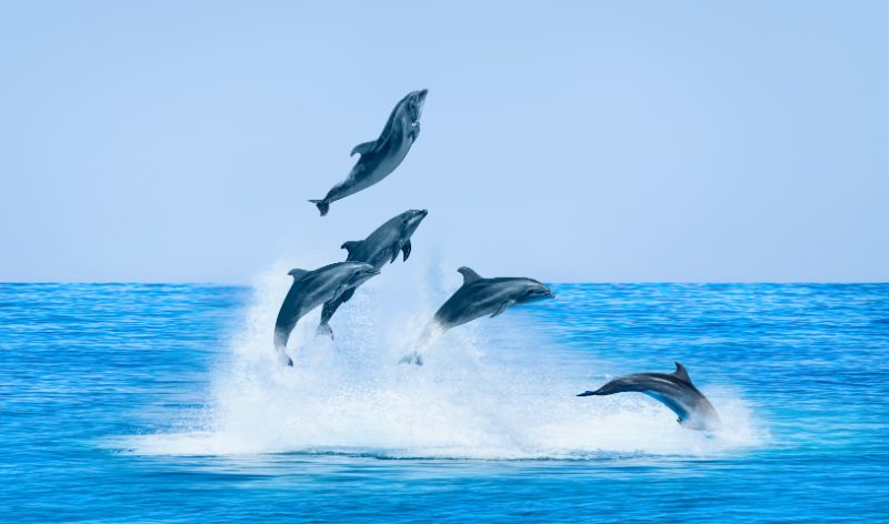 Group of dolphins jumping on the water