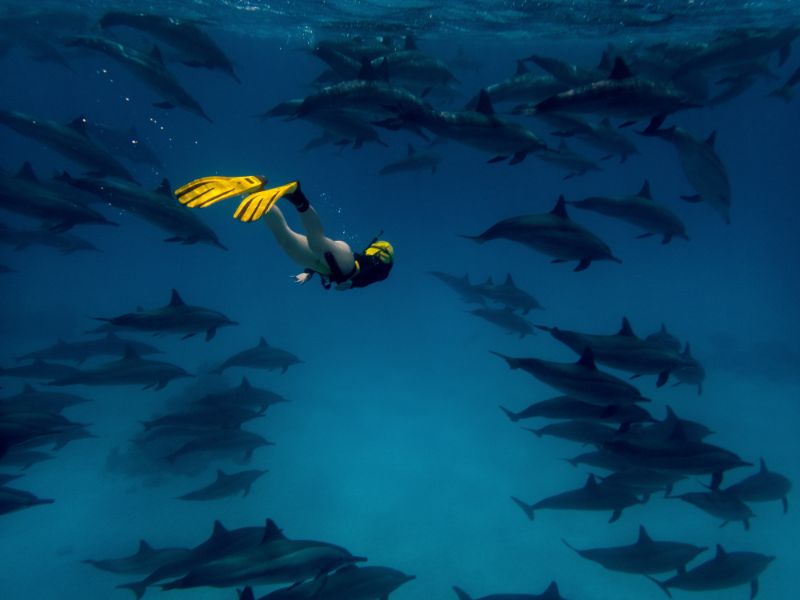 The Plight of Endangered Dolphins: How We Can Save These Beautiful Creatures 3 A young woman in the big school of dolphins
