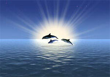 endangered_dolphins2-6374069