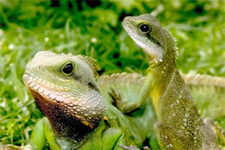 exotic_lizards2-7944350