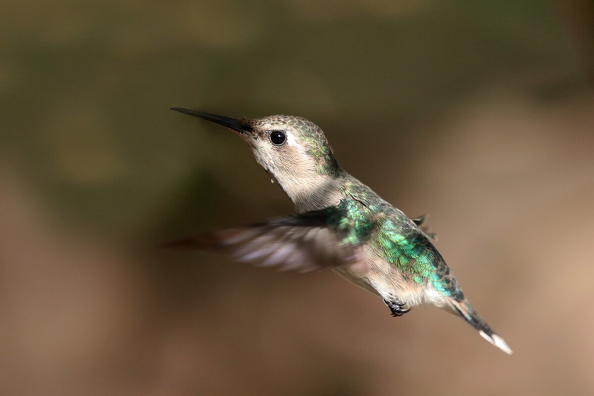 Bee hummingbird (Melisuga helenae) female