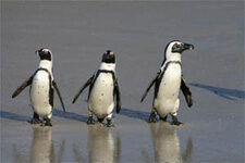 pet_penguins2-1498198