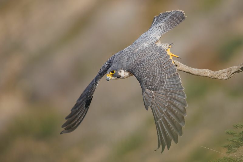 Adorable peregrine falcon